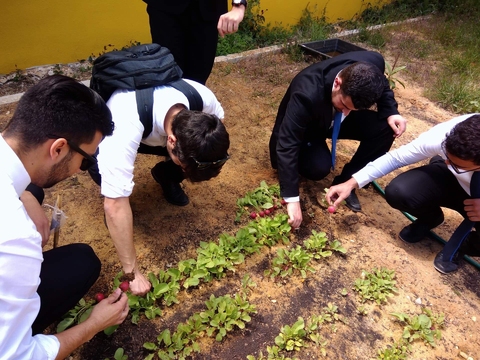 Green Team Gestão e Produção de Cozinha - colheita de rabanetes